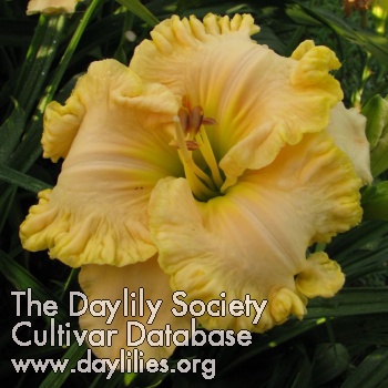 Daylily Love is Enough